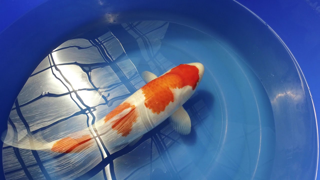 Torazo Kohaku MP 0042