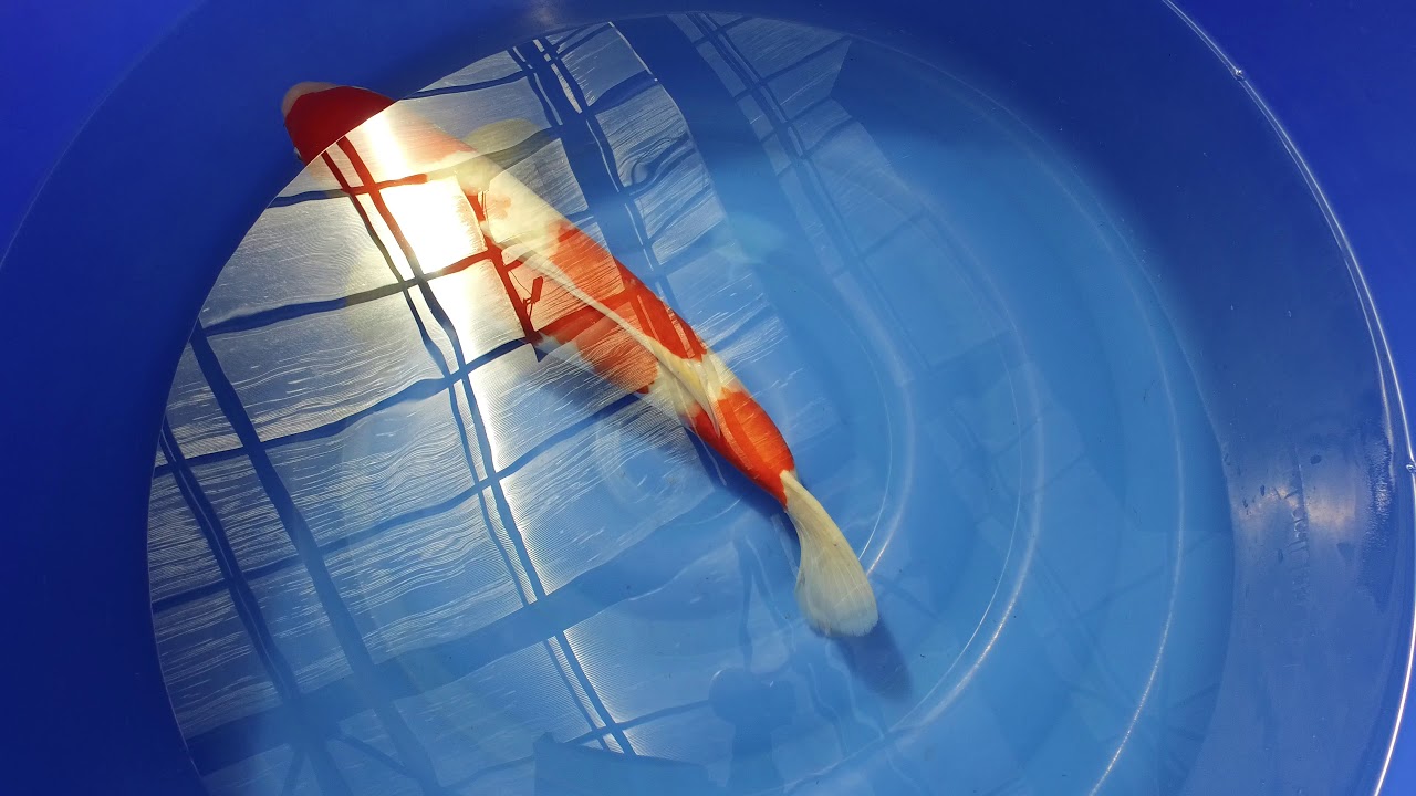 Torazo Kohaku MP 0043