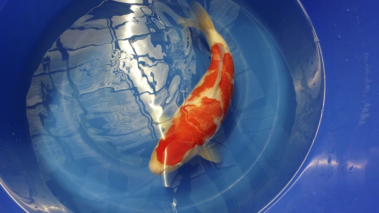 Dainichi Kohaku MP 0046