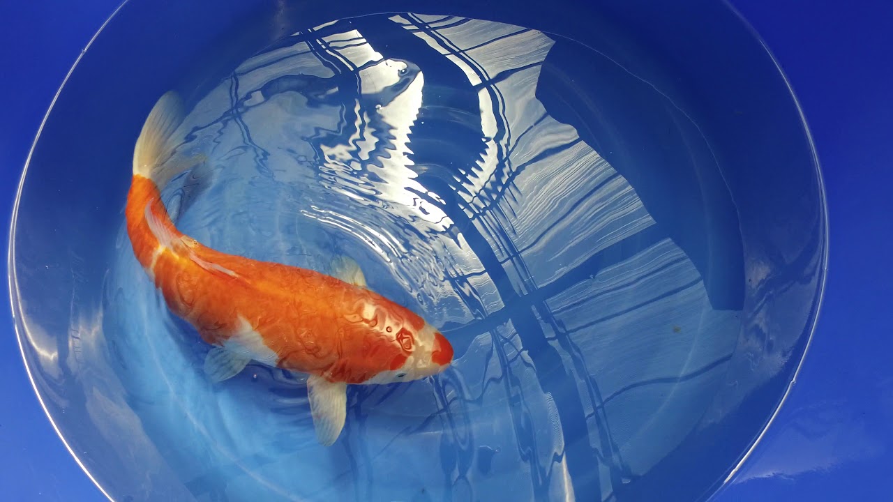 Torazo Kohaku MP 0048