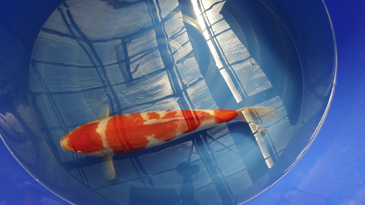 Torazo Kohaku MP 0054