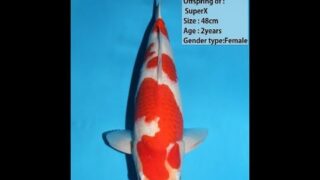 Dainichi Kohaku 0040