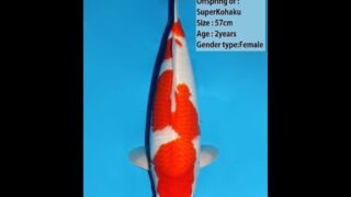 Dainichi Kohaku Super Kohaku 57cm 0027