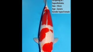 Dainichi Kohaku Super Kohaku 59cm 0029