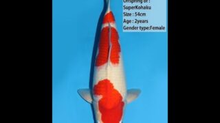 Dainichi Kohaku Super Kohaku 0025