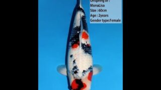 Dainichi Mona Lisa 60cm 0039