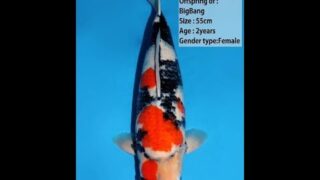 Dainichi Showa Big Bang 55cm 0035