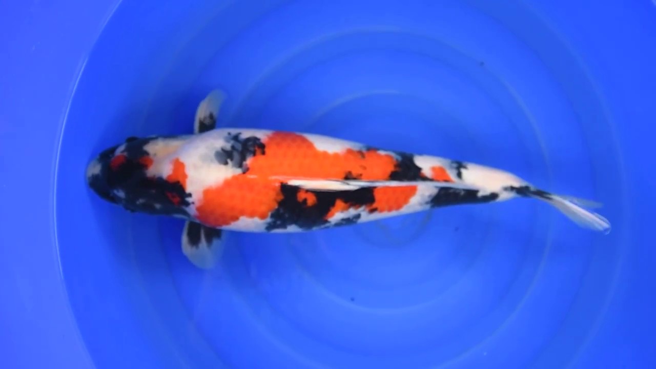 Dainichi Showa MP 0022