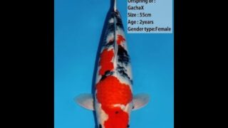 Dainichi Showa GatchaX 0026