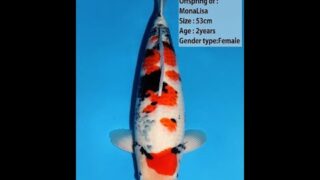 Dainichi Showa Mona Lisa 52cm 0033