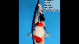 Dainichi Showa Mona Lisa 61cm 0030