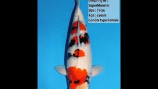 Dainichi Showa Super Monster 57cm 0037