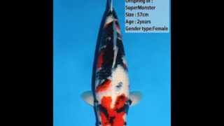 Dainichi Showa Super Monster 57cm 0036