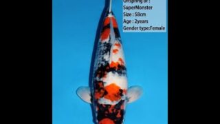 Dainichi Showa Super Monster 58cm 0038