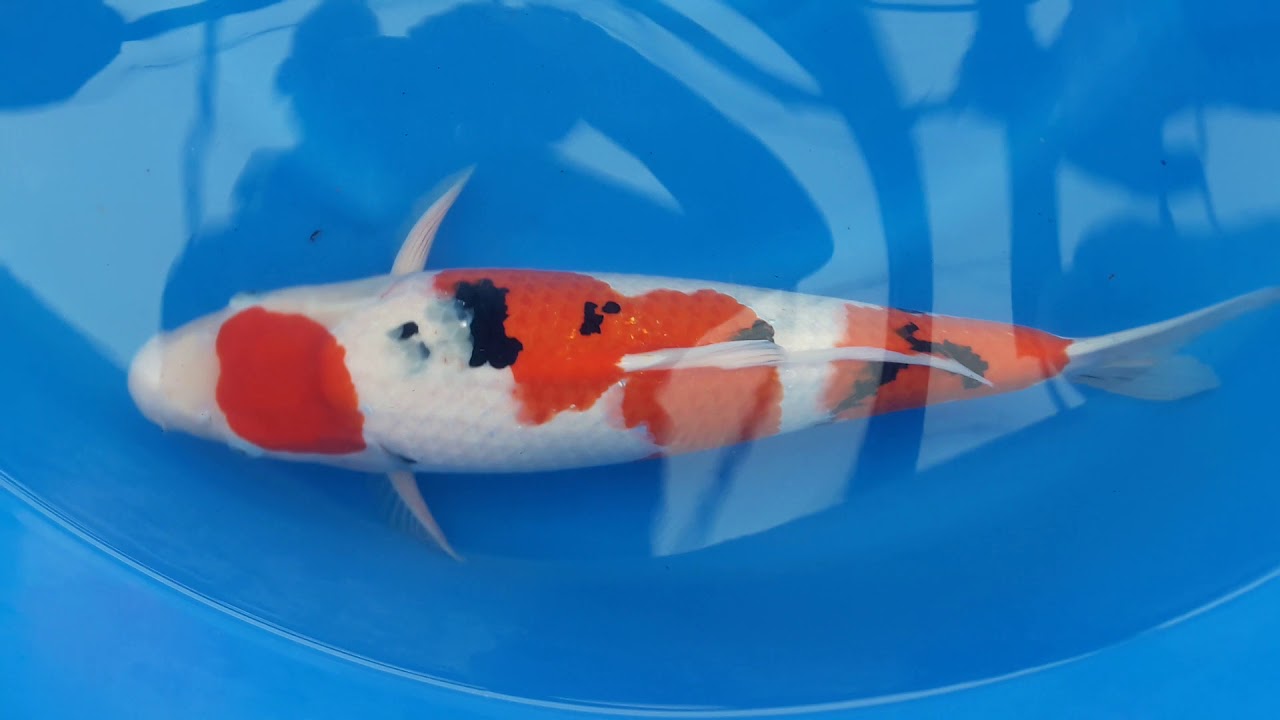 Marudo Sanke Tategoi