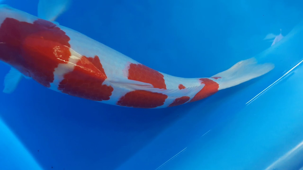 Nagoshi Kohaku Tategoi 68cm