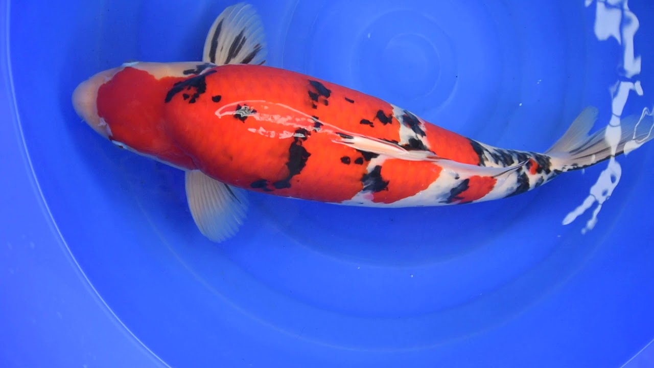 Sakai Sanke DSC 2037