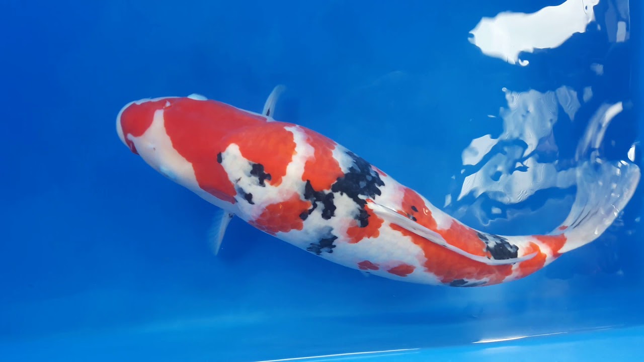 Sanke 58cm Nagoshi Tategoi