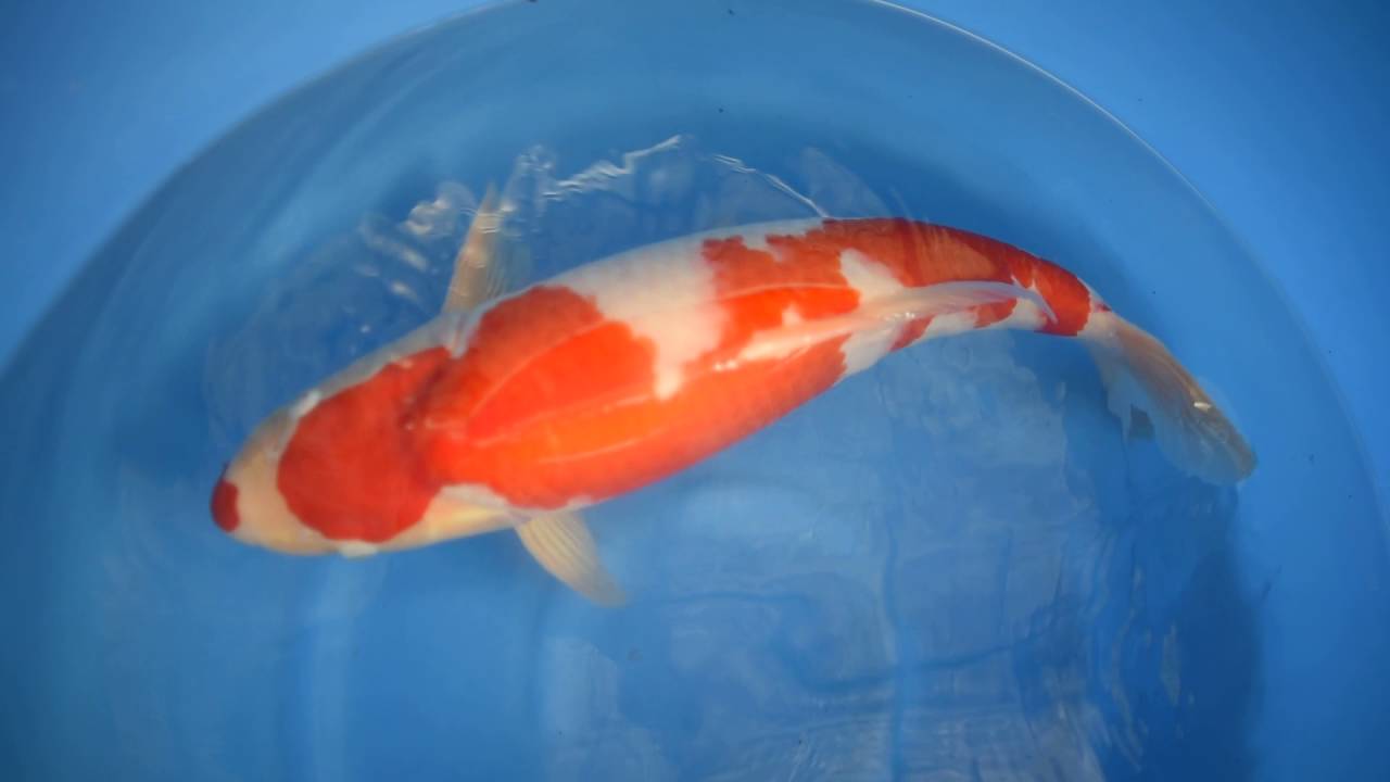 Torazo Inanzuma Kohaku 2016