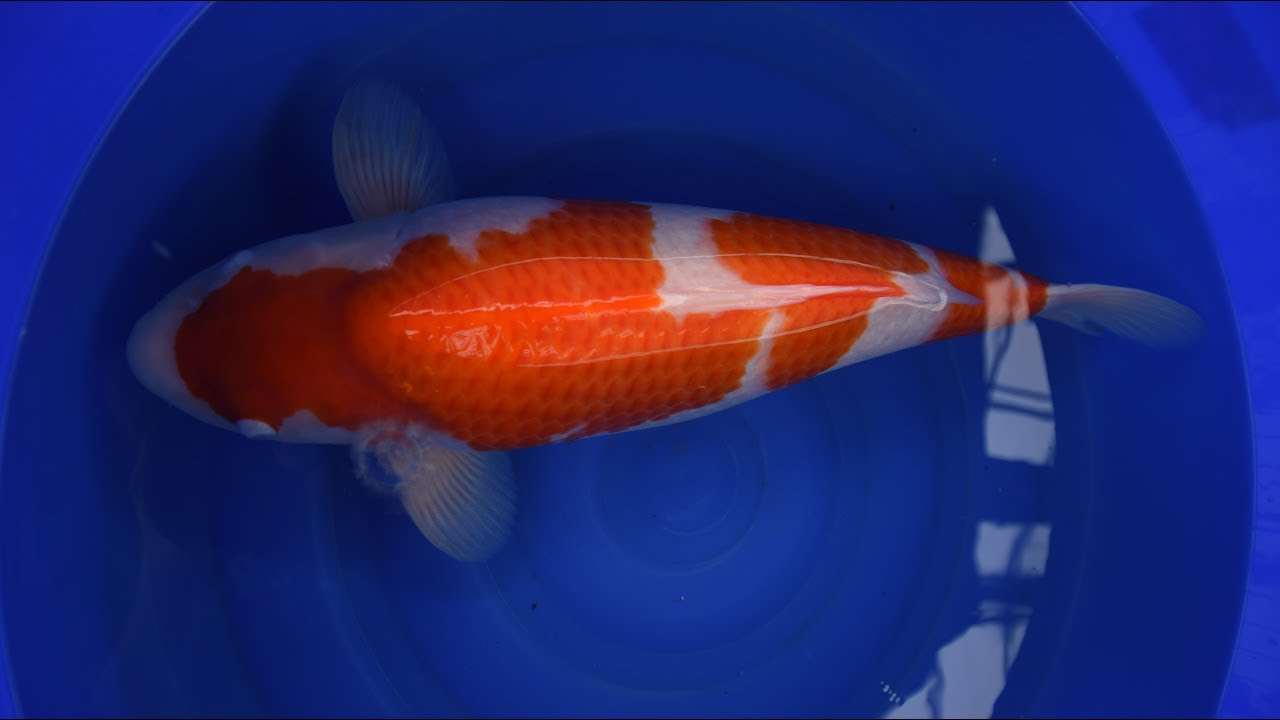 Torazo Kohaku MP 0045 verkauft