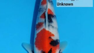 Dainichi Special No6