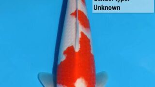 Dainichi SuperRikidozan 127