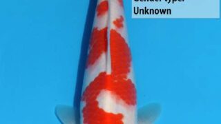 Dainichi SuperKohaku 164