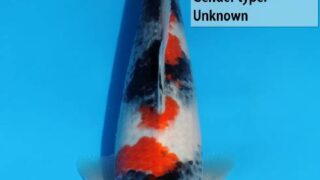 Dainichi SuperMonster 299