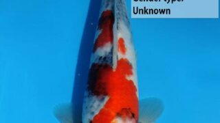 Dainichi SuperMonster 378